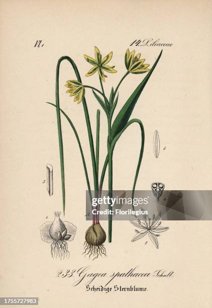 Belgian gagea, Gagea spathacea. Handcoloured lithograph from Diederich von Schlechtendal's German Flora , Jena, 1871.