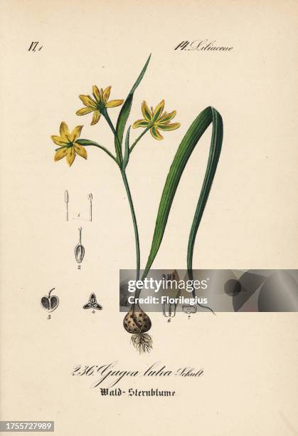 Yellow Star-of-Bethlehem, Gagea lutea. Handcoloured lithograph from Diederich von Schlechtendal's German Flora , Jena, 1871.