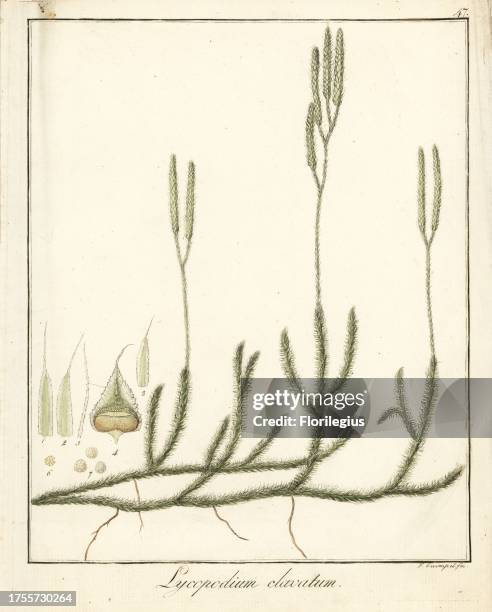 Wolf's-foot clubmoss, Lycopodium clavatum. Handcoloured copperplate engraving by F. Guimpel from Dr. Friedrich Gottlob Hayne's Medical Botany,...