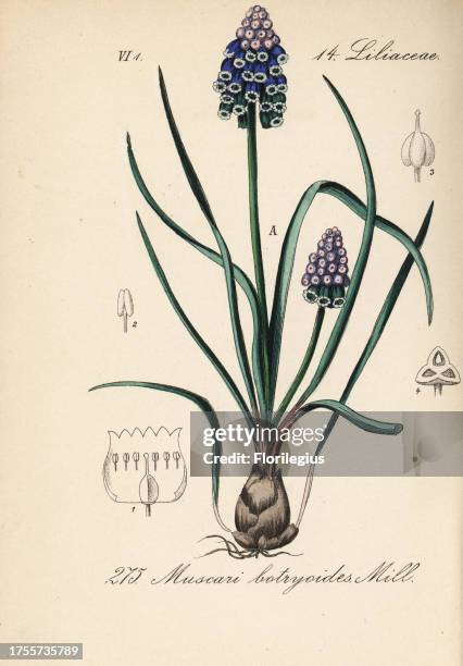 Grape hyacinth, Muscari botryoides. Handcoloured lithograph from Diederich von Schlechtendal's German Flora , Jena, 1871.