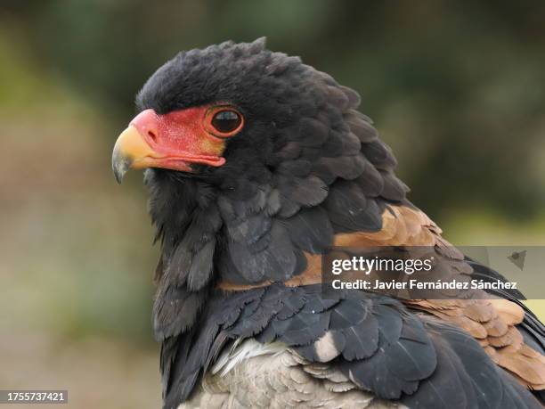 a profile portrait of a bateleur eagle. terathopius ecaudatus. - bateleur eagle stockfoto's en -beelden