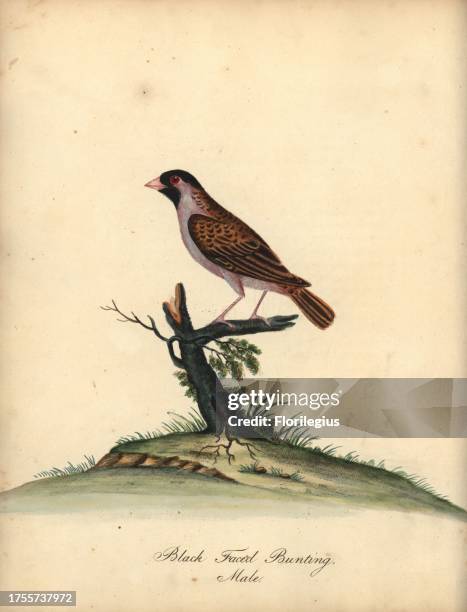 Red-billed quelea, Quelea quelea, male. Handcoloured copperplate engraving of an illustration by William Hayes from Portraits of Rare and Curious...