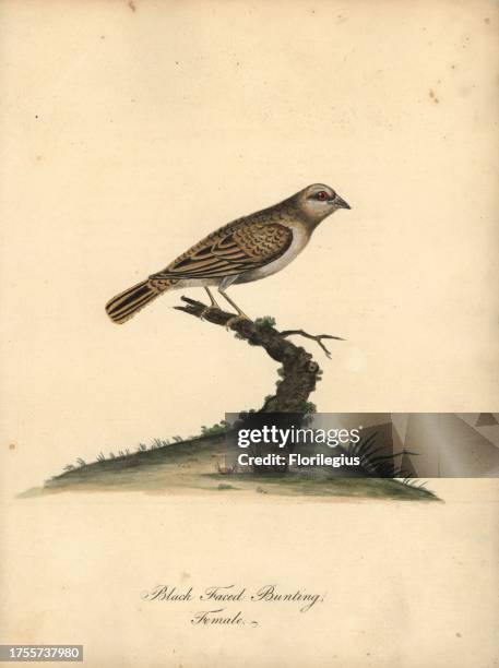 Red-billed quelea, Quelea quelea, female. Handcoloured copperplate engraving of an illustration by William Hayes from Portraits of Rare and Curious...