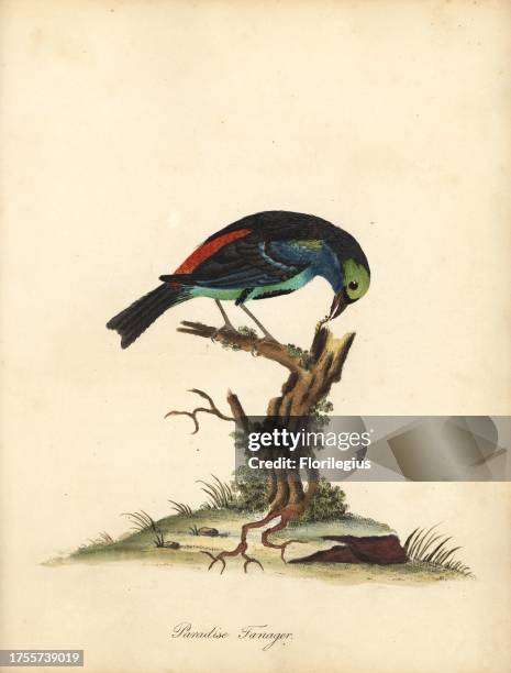 Paradise tanager, Tangara chilensis. Handcoloured copperplate engraving of an illustration by William Hayes from Portraits of Rare and Curious Birds...