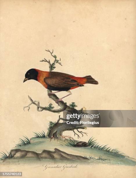 Southern red bishop, Euplectes orix. Handcoloured copperplate engraving of an illustration by William Hayes from Portraits of Rare and Curious Birds...