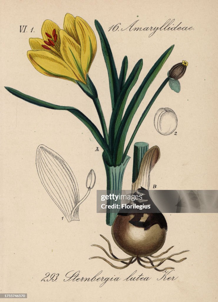 Autumn daffodil,, Sternbergia lutea