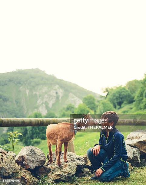 criança com chá de cabra - cabrito - fotografias e filmes do acervo