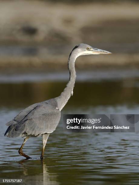a closeup of a grey heron wading through the water looking for fish to feed on. ardea cinerea. - gray heron stock pictures, royalty-free photos & images