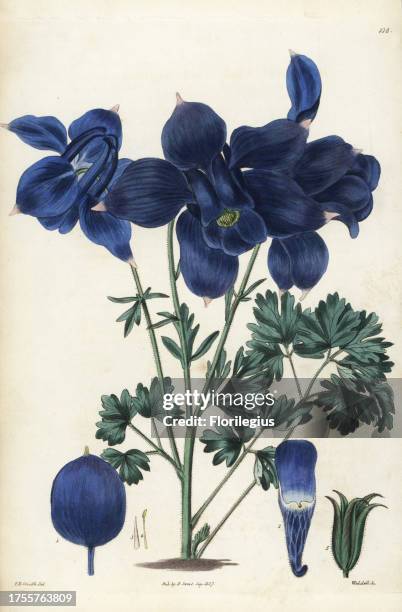 Alpine columbine, Aquilegia alpina. Handcoloured copperplate engraving by Weddell after a botanical illustration by Edward Dalton Smith from Robert...