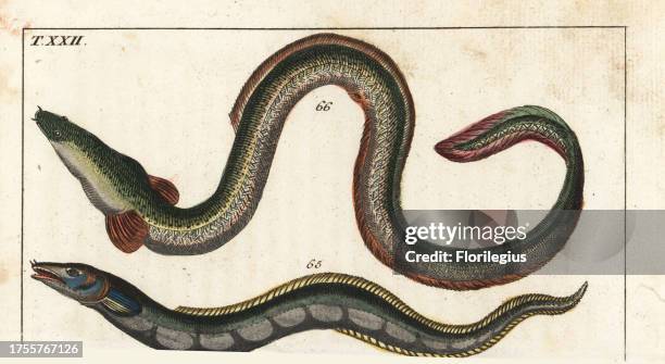 Conger eel, Conger conger 65 and European eel, Anguilla anguilla 66. Handcolored copperplate engraving from Gottlieb Tobias Wilhelm's Encyclopedia of...