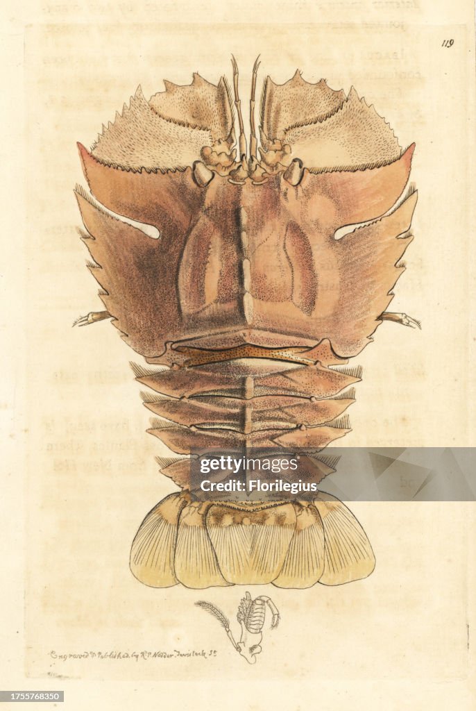 Balmain bug or butterfly fan lobster, Ibacus peronii