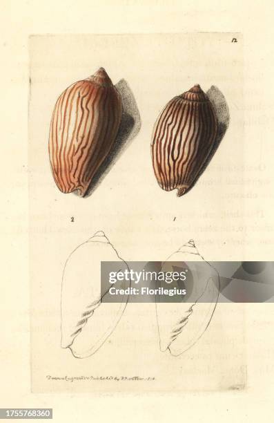 Zebra Volute Shell 51 Voluta Stock Photos, High-Res Pictures, and Images - Getty Images