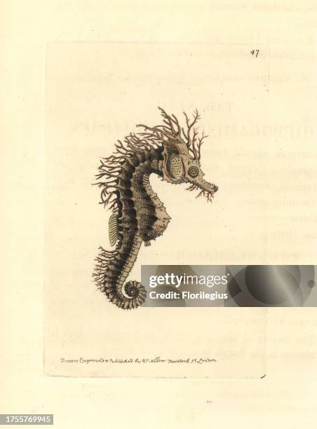Long-snouted seahorse, Hippocampus guttulatus . Handcoloured copperplate engraving drawn and engraved by Richard Polydore Nodder from William Elford...