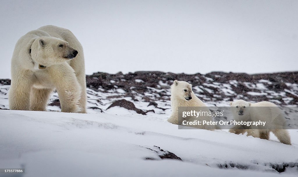 Mother polar bear and two cubs