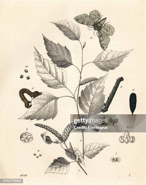 Silver birch tree, Betula pendula, with peppered moth, Biston betularia, caterpillar and pupa. Handcoloured lithograph from Carl Hoffmann's Book of...