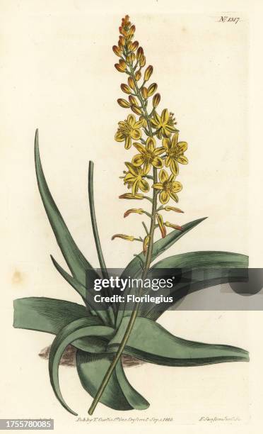 Bulbine alooides . Handcoloured copperplate engraving by F. Sansom Jr. After an illustration by Sydenham Edwards from William Curtis' Botanical...