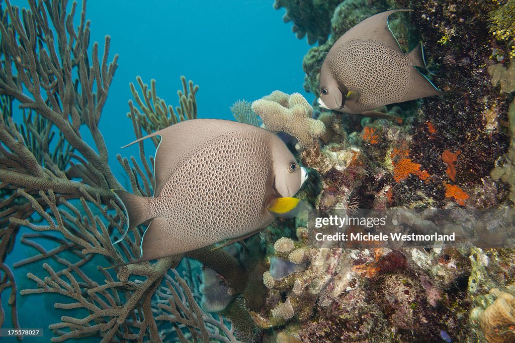 Gray Angelfish