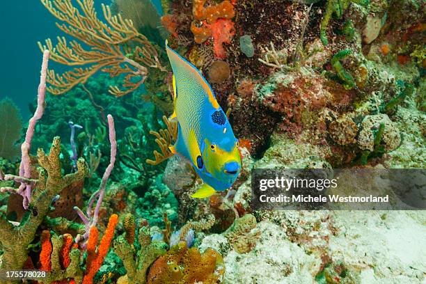 queen angelfish and reef - kaiserfisch stock-fotos und bilder