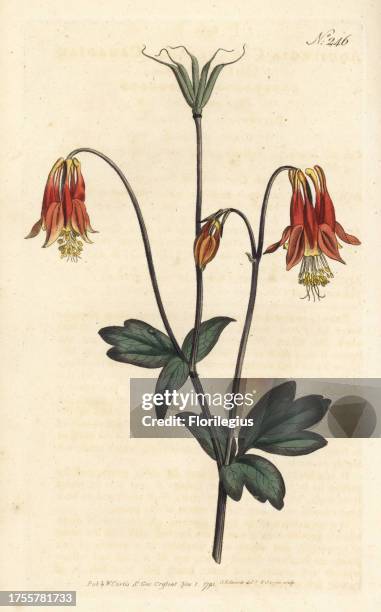 Canadian columbine, Aquilegia canadensis. Handcoloured copperplate engraving by Sansom after an illustration by Sydenham Edwards rom William Curtis'...