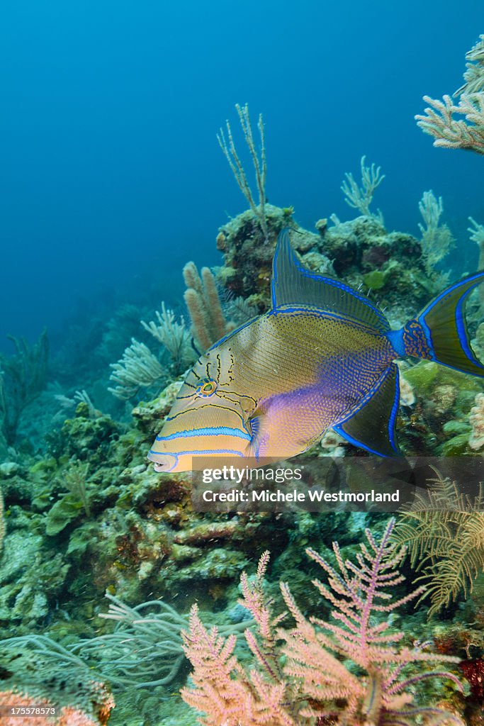 Queen Triggerfish High-Res Stock Photo - Getty Images