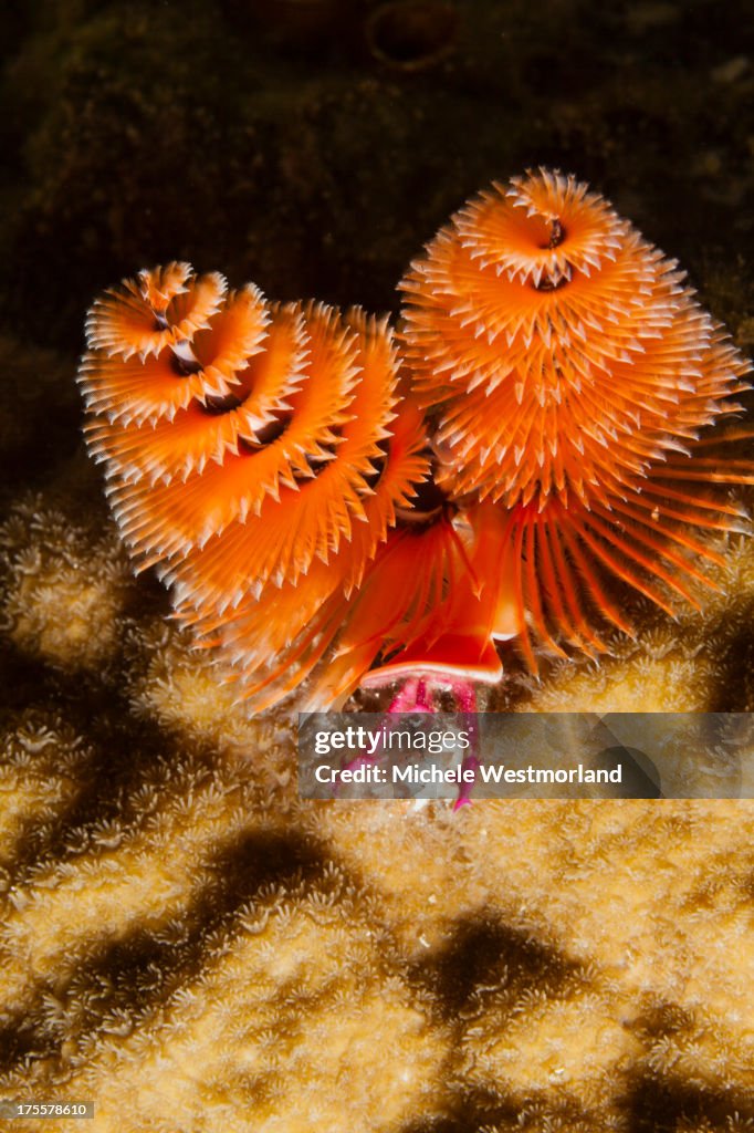Christmas Tree Worm
