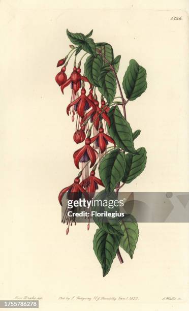 Hummingbird fuchsia, Fuchsia magellanica . Handcoloured copperplate engraving by S. Watts after an illustration by Miss Sarah Drake from Sydenham...