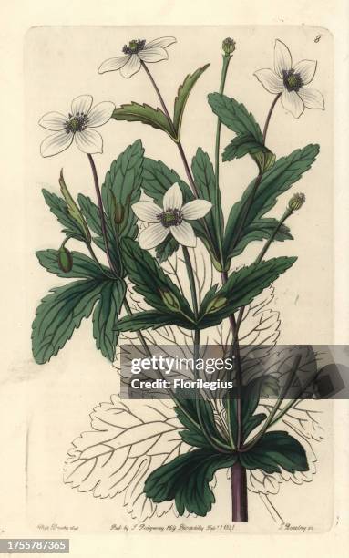 Rill anemone, Anemone rivularis. Handcoloured copperplate engraving by George Barclay after an illustration by Miss Sarah Drake from Edwards'...