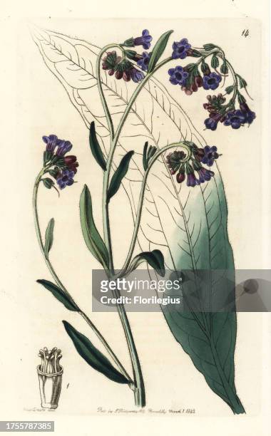 Bugloss-flowered houndstongue, Adelocaryum anchusoides . Handcoloured copperplate engraving after an illustration by Miss Sarah Drake from Edwards'...