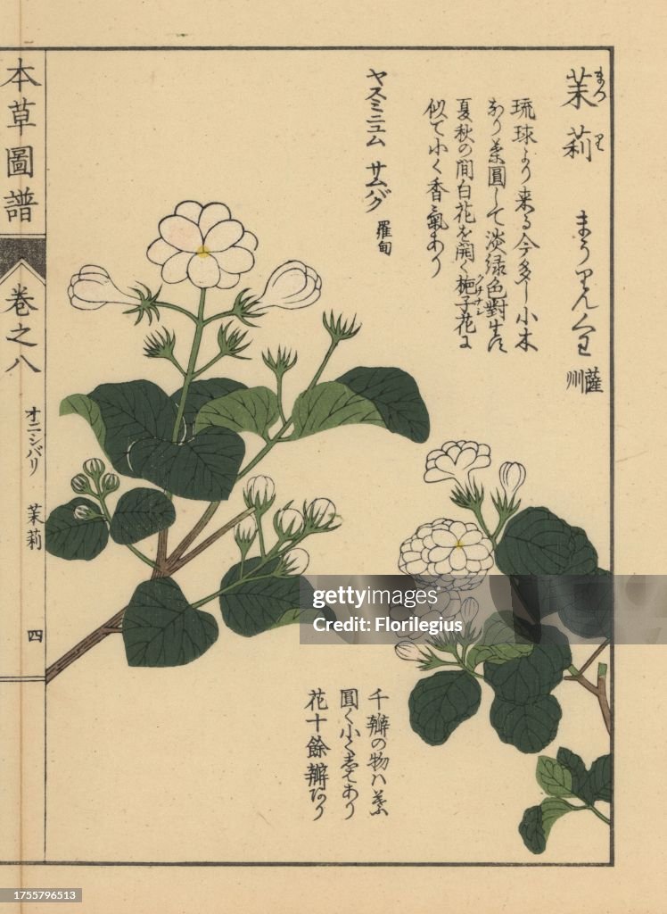 Arabian jasmine