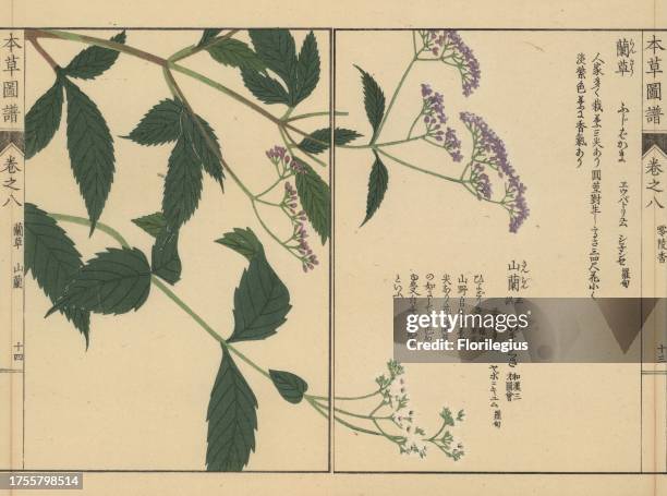 Chinese snakeroot, Eupatorium chinense, Japanese snakeroot, Eupatorium japonicum, and Sakhalin snakeroot, Eupatorium sachalinense Mak. Colour-printed...