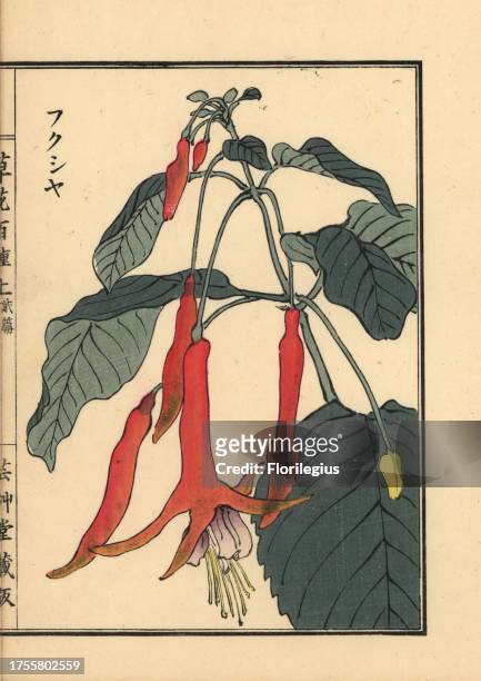 Fukusha or fuchsia, Fuchsia species. Handcoloured woodblock print by Kono Bairei from Kusa Bana Hyakushu , Tokyo, Yamada, 1901.