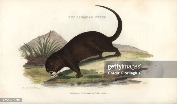 North American river otter, Lontra canadensis . Handcoloured copperplate engraving by Griffith, Harriet or Edward, after an illustration by Charles...