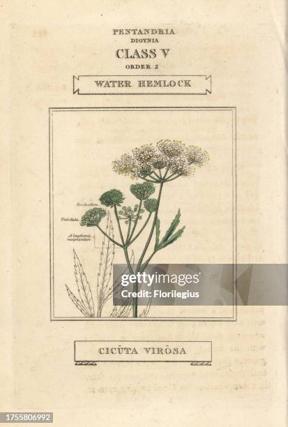 Water hemlock, Cicuta virosa. Handcoloured copperplate engraving after an illustration by Richard Duppa from his The Classes and Orders of the...