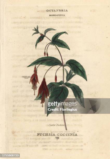 Scarlet fuchsia, Fuchsia coccinea . Handcoloured copperplate engraving after an illustration by Richard Duppa from his The Classes and Orders of the...