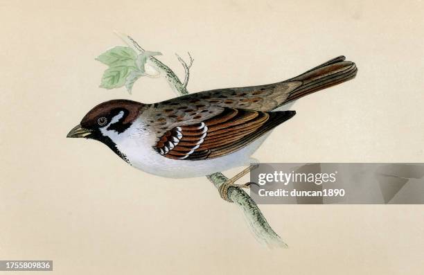 stockillustraties, clipart, cartoons en iconen met eurasian tree sparrow, passer montanus, passerine bird, wildlife art, victorian, 19th century - mus