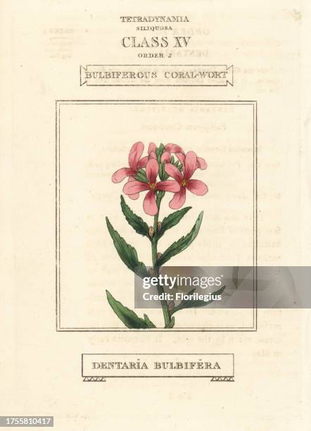 Coralroot, Cardamine bulbifera . Handcoloured copperplate engraving after an illustration by Richard Duppa from his The Classes and Orders of the...