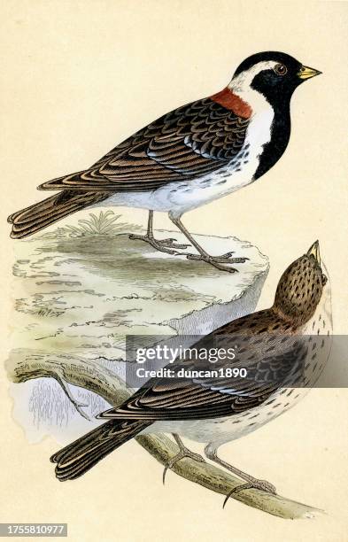 männlicher und weiblicher lappland-langsporn oder ammer, calcarius lapponicus, sperlingsvogel, wildlfie-kunst - birds in finland stock-grafiken, -clipart, -cartoons und -symbole