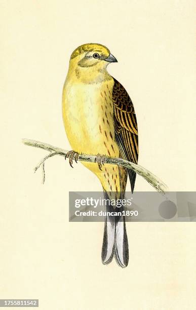 yellowhammer, emberiza citrinella, passerine bird, wildlife art - zoology stock illustrations