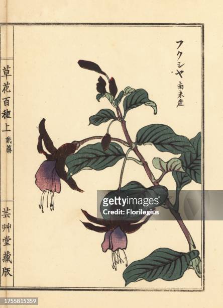 Fukusha or fuchsia, South American species. Handcoloured woodblock print by Kono Bairei from Kusa Bana Hyakushu , Tokyo, Yamada, 1901.