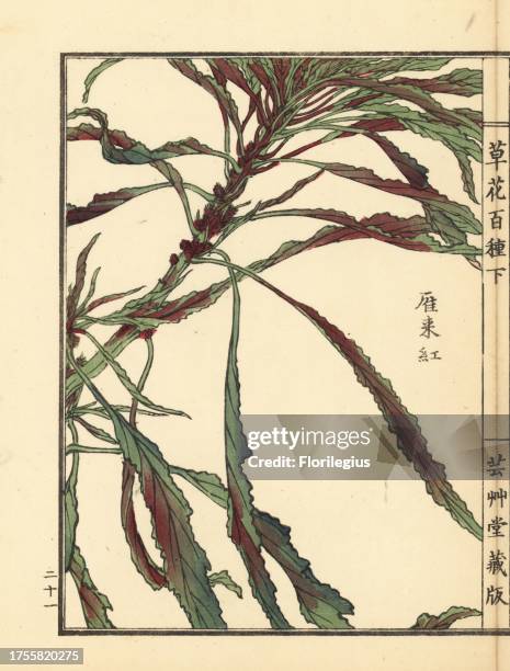 Hageitou or Joseph's coat, Amaranthus tricolor. Handcoloured woodblock print by Kono Bairei from Kusa Bana Hyakushu , Tokyo, Yamada, 1901.
