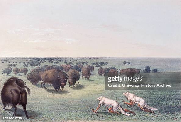 Buffalo Hunt. White Wolves attacking a Buffalo Bull. From Catlin's North American Indian Portfolio, published in London 1844 by the artist, American adventurer George Catlin, 1796 - 1872. During many journeys Catlin recorded with pen and brush the customs