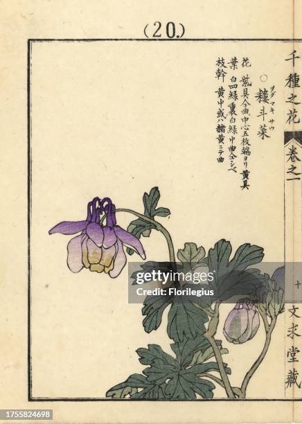 Odamakisou or European columbine, Aquilegia vulgaris. Handcoloured woodblock print by Kono Bairei from Senshu no Hana , Bunkyudo, Kyoto, 1900.