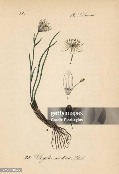 Snowdon lily, Gagea serotina . Handcoloured lithograph from Diederich von Schlechtendal's German Flora , Jena, 1871.