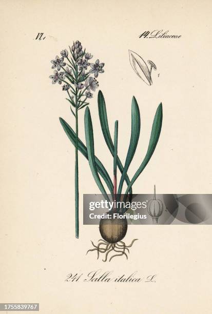 Italian bluebell, Hyacinthoides italica . Handcoloured lithograph from Diederich von Schlechtendal's German Flora , Jena, 1871.