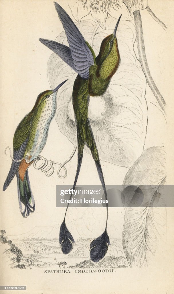 Booted racket-tail, Ocreatus underwoodii