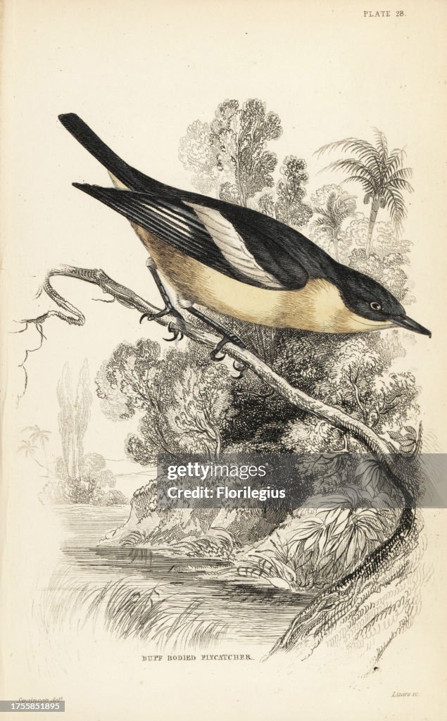 Yellow-bellied hyliota, Hyliota flavigaster