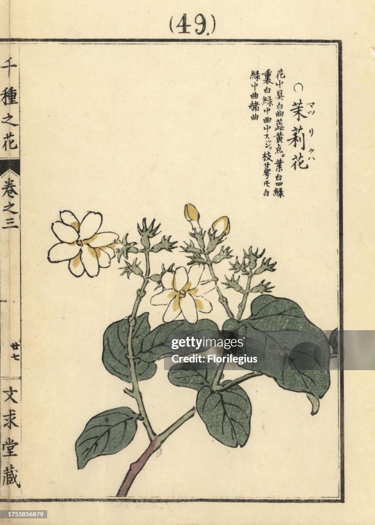 Matsurika or Arabian jasmine