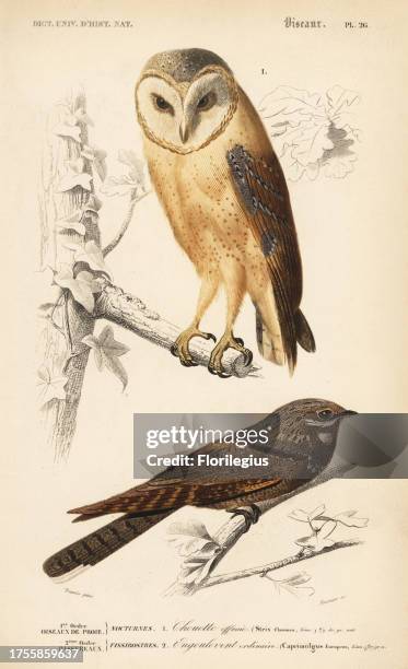 Barn owl, Tyto alba, and European nightjar, Caprimulgus europaeus. Handcoloured engraving by Fournier after an illustration by Edouard Travies from...