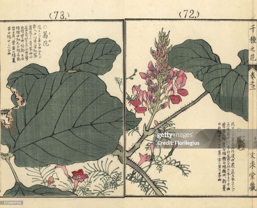 Kuzu or kudzu flower and leaf