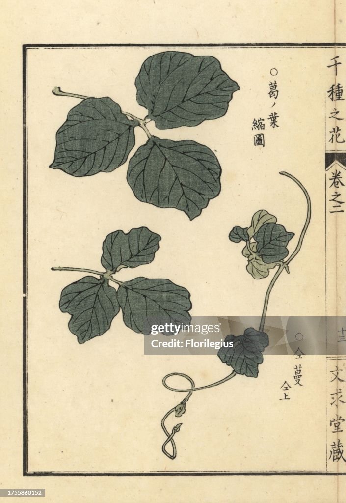 Kuzu or kudzu leaf and climbing tendril